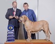 Matriz - Fila Brasileiro Dourado - Canil Singular - Olivia
